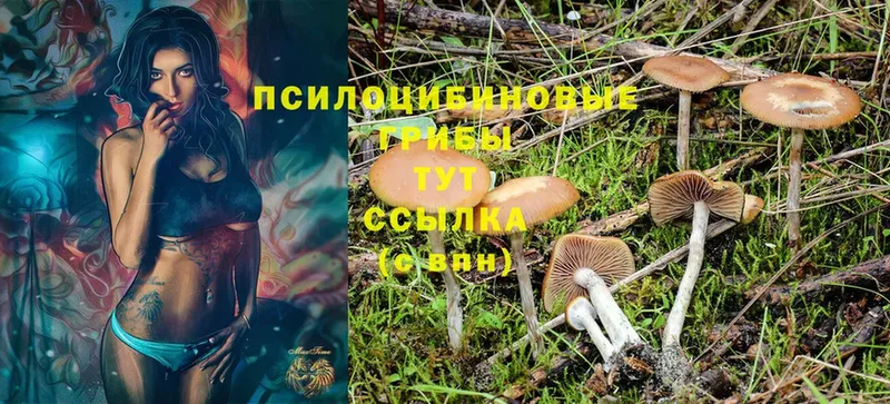 Галлюциногенные грибы Magic Shrooms  блэк спрут tor  shop формула  Владикавказ 